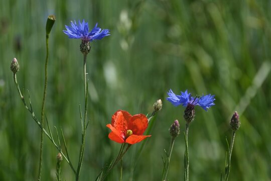 Two flowers of Centaurea cyanus (cornflower, bachelor's button) and one poppy on field in summer sunny day