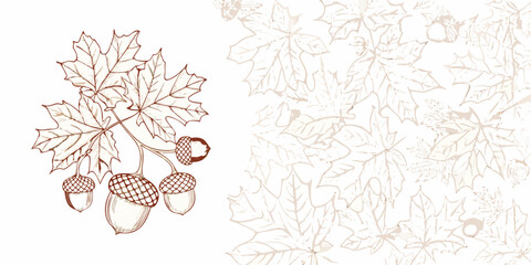 Maple leaves and acorns a vintage style botanical illustration © Prince