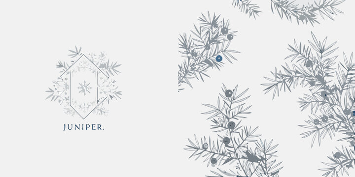 Juniper Botanical Illustration With Branches And Berries Gray Tones