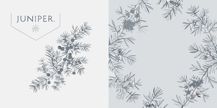 Juniper Botanical Illustration With Gray Tones And Branch Pattern