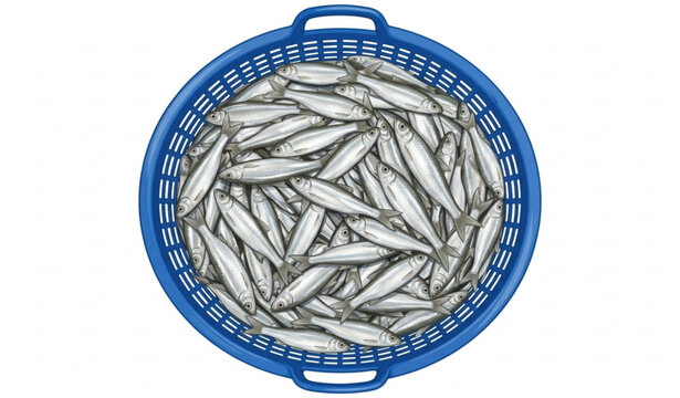 Top View Blue Basket Full of Fresh Silver Rasbora Fish Vector Artwork