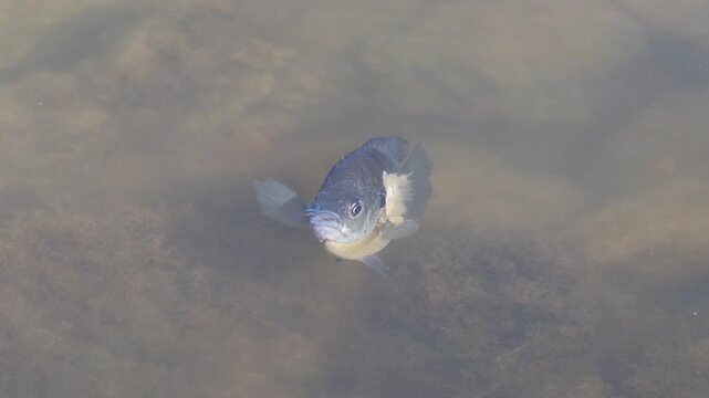 Video of a bluegill sunfish swimming at the top of the water and eating.
