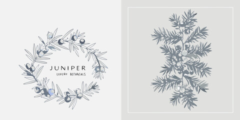 Juniper branch and berry sketch gray toned botanical illustration © Sukla