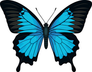 Beautiful blue swallowtail butterfly vector illustration featuring realistic wings with black gradients isolated on a clean white background for nature design elements © Sumaiya Akter Sweety