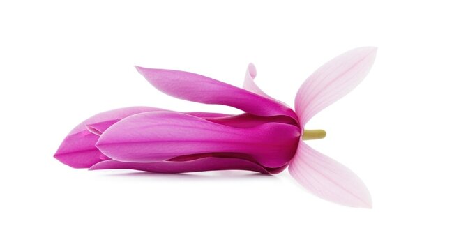 A delicate, partially opened pink flower with petals and sepals on white
