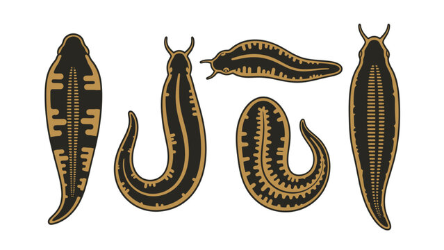 Set of five stylized illustrations of leeches in different poses and orientations on a white background.