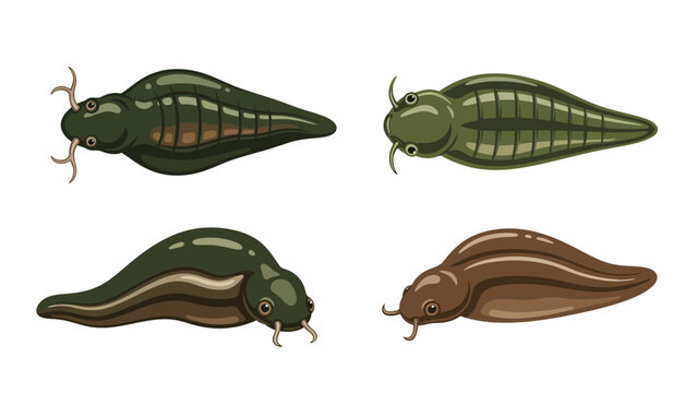 Set of four different leeches isolated on a white background, showing their segmented bodies and suckers.