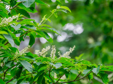 夏の山林を彩る鮮やかな白い花のリョウブのある景色。木陰の木漏れ日。自然風景素材。