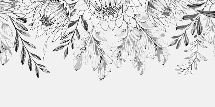 Protea floral ornament grayscale botanical illustration with white background