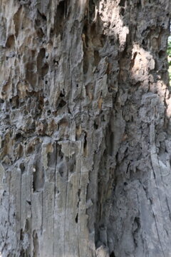 Weathered dead tree trunk with termite damage and natural decay texture. Close-up of decomposing wood in a tropical rural environment, highlighting ecological processes and organic patterns.