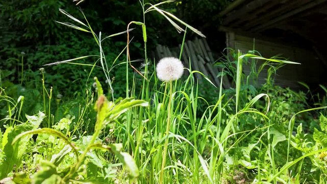 European Dandelion Seed Head Swaying in a Lush Summer Meadow