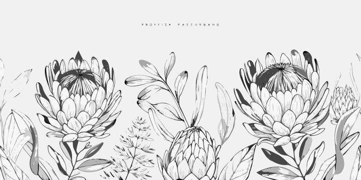 Protea Floral Ornament Black And White Vector Illustration