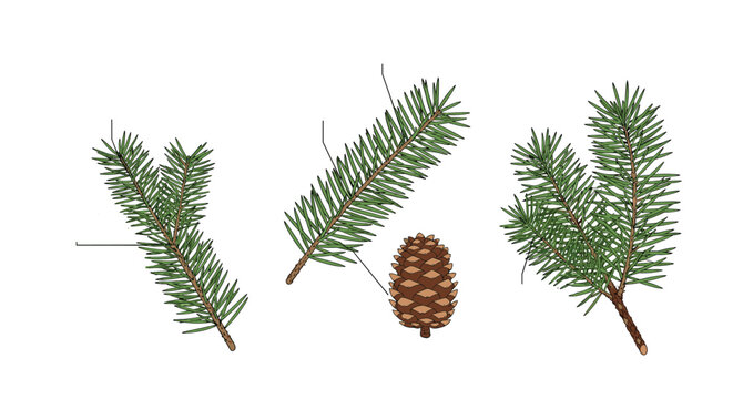 Detailed illustrations of several green pine branches and a single brown pine cone on a clean white background for winter.