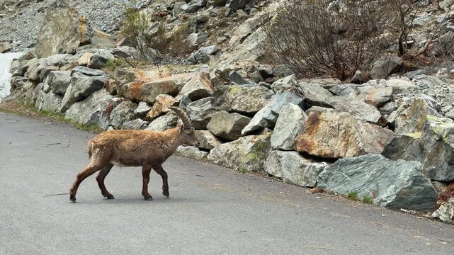 Alpine Ibex Walking Along Road and Climbing Rocky Mountain Slope