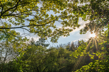 Fototapeta premium The sun through the trees in the summer park. Beautiful park in spring with bright sun shining through the trees