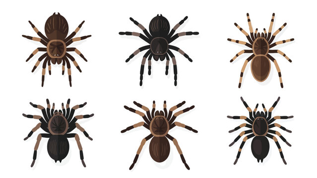 Collection of six different tarantula spiders shown from above on a white background.