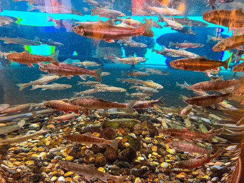 Pacific salmon smolts Oncorhynchus spp. schooling in Vancouver Aquarium tank
