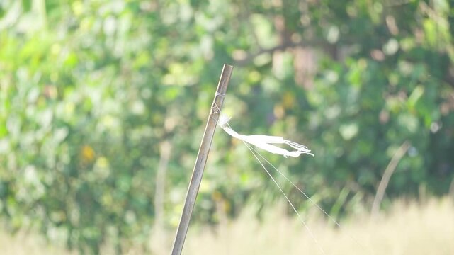 Raffia Ribbon Fluttering in the Wind