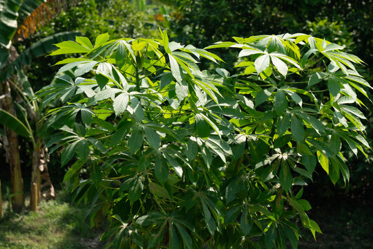 The lush leaves of the cassava plant (Manihot esculenta), often called cassava or manioc. This plant has distinctive, green, deeply grooved leaves arranged in a compound, palm-like shape.