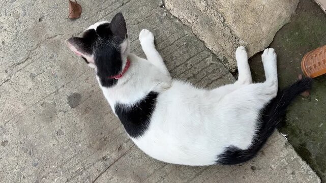 a black and white cat bathing with its tongue recorded from above