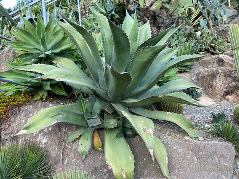 21. Agave Ferox (Agave salmiana var, Ferox, syn. Agave bonnetiana, syn. Agave ragusae), Ferocious giant agave, Maguey manso, Tlacamel, Taggagave, Maguey de monta&ntilde;a, Maguey, Pulque, Agave f&eacute;roce
