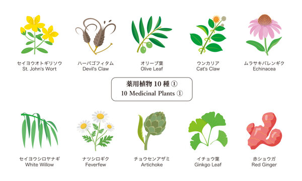 薬用植物10種-1