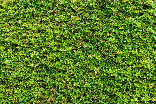Full green hedge wall texture background