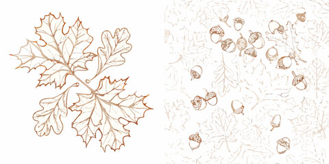 Oak Leaf And Acorns A Detailed Vector Illustration © Poly