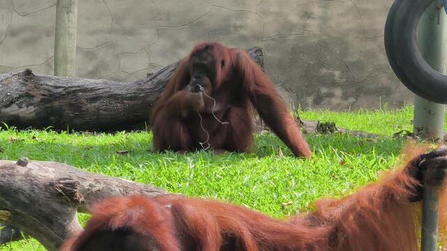 An orang utan relaxes peacefully inside a zoo enclosure. The habitat is open and spacious. This design ensures maximum comfort and freedom for the primate to move around naturally.