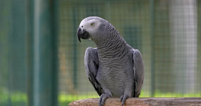 A grey parrot with intricate feather patterns perches on a wooden branch inside an outdoor aviary. Ideal for educational content or wildlife documentaries.