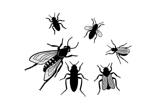 Black Insects Flying on White Background