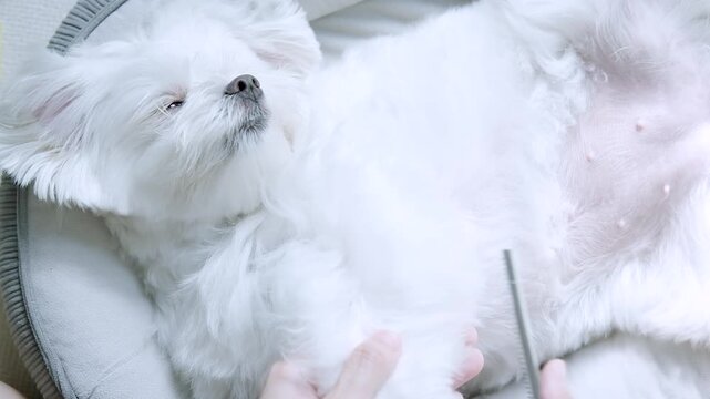 A loving owner gently brushes a relaxed Maltese lovely dog resting on a soft bed at home in the morning, showing pet grooming, care, comfort, and family affection.