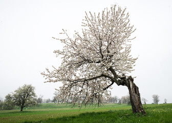 Fototapeta premium cherry blossom tree in bloom on a spring day with heavy snow