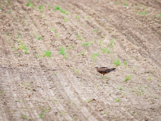 Obraz premium Male Marsh Harrier sitting on the ground