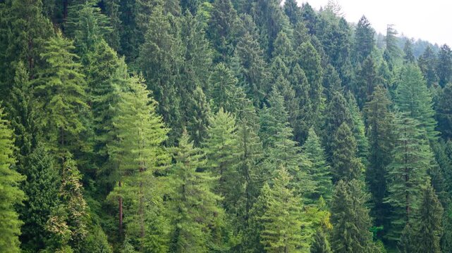4K shot of Pine tree forest during the summer season as seen from Jibhi village in Banjar Valley of Kullu district in Himachal Pradesh, India. Natural forest background with copy space.