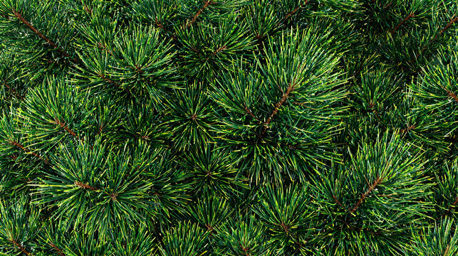 Lush green pine tree branches background texture close up. Dense evergreen coniferous foliage pattern abstract background.