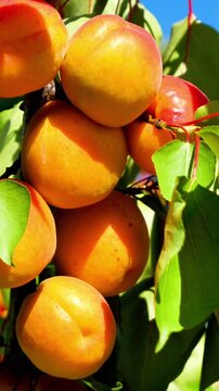 Ripe apricots growing on branch with green leaves under sunny blue sky