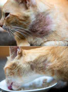 Before and after therapy for feline mange caused by Notoedres and Sarcoptes mites