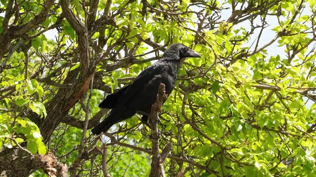 A fledgling crow sits on a tree branch and looks around.