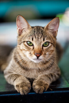 Close Up Portrait of Tabby Cat with Green Eyes