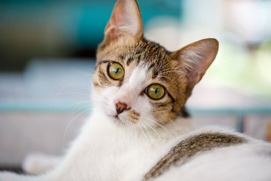 Close Up Portrait of White and Gray Cat with Green Eyes