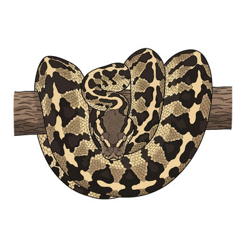 African Rock Python snake vector illustration, coiled around a wooden tree branch with detailed scale patterns and camouflage markings, head facing forward, isolated on white background.