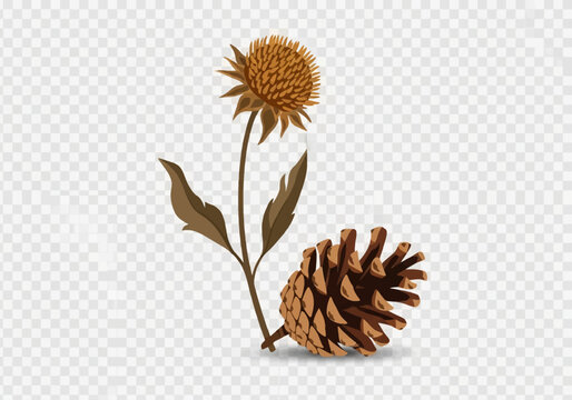 Stylized vector illustration of a dried thistle or sunflower with two leaves on a stem and a single brown pine cone, autumn nature element isolated on transparent background.