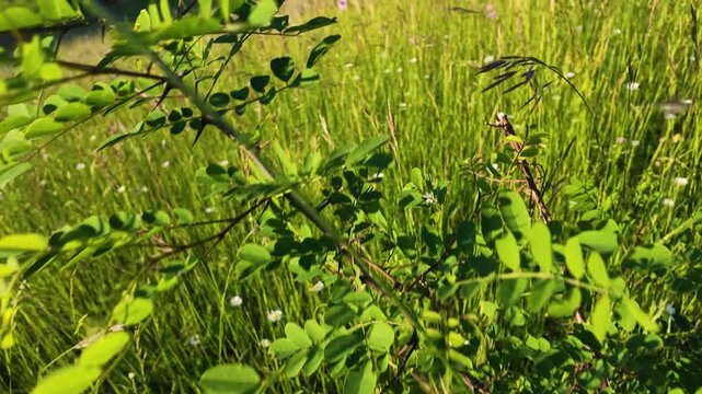 Lush Green Meadow with Wildflowers in Sunny Piedmont Italy