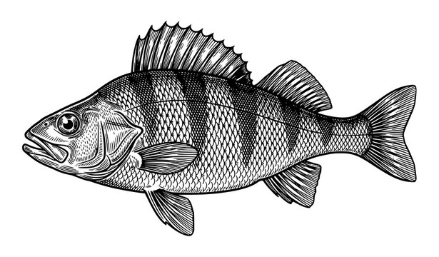 Detailed Hand Drawn Perch Fish Illustration Isolated for Fishing and Seafood Designs