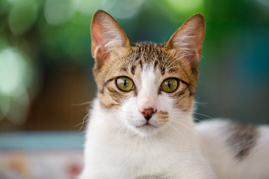 Portrait of White and Gray Cat with Bright Green Eyes