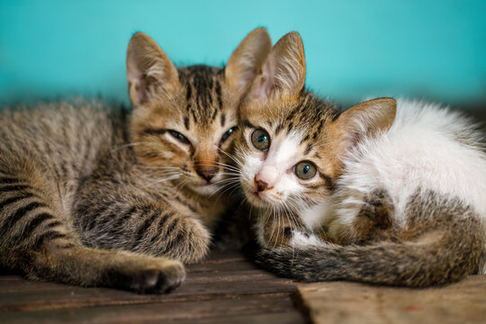 Two striped kittens cuddling on wooden floor, close view