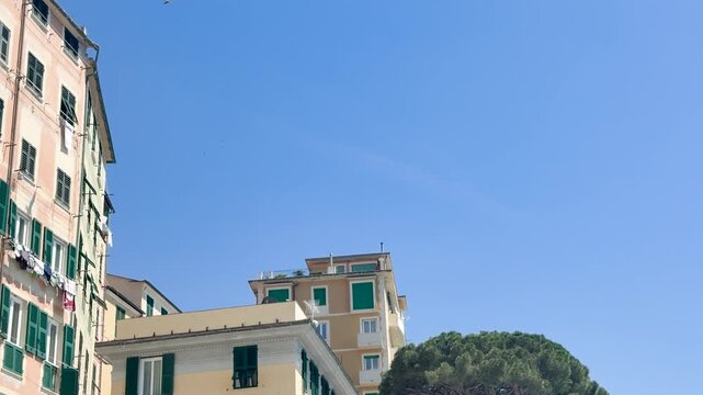Seagulls Flying Over Colorful Mediterranean Buildings in Camogli Italy