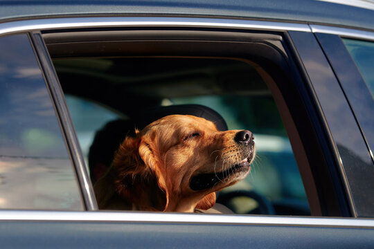 Happy golden retriever dog sticks its head out of an open car window during summer road trip enjoying the warm sun and fresh breeze on its face while traveling. Dog passenger inside moving car