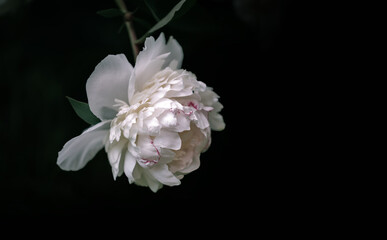 Beautiful, tender white peony flower on a black background. Close-up. Space for copy. White peonies on a dark background. © stone36